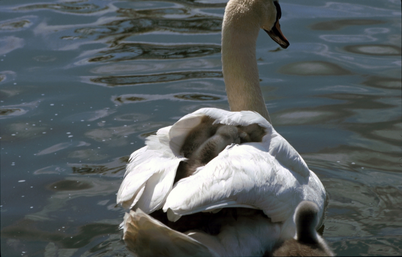 Swan Safety  Swan Safety