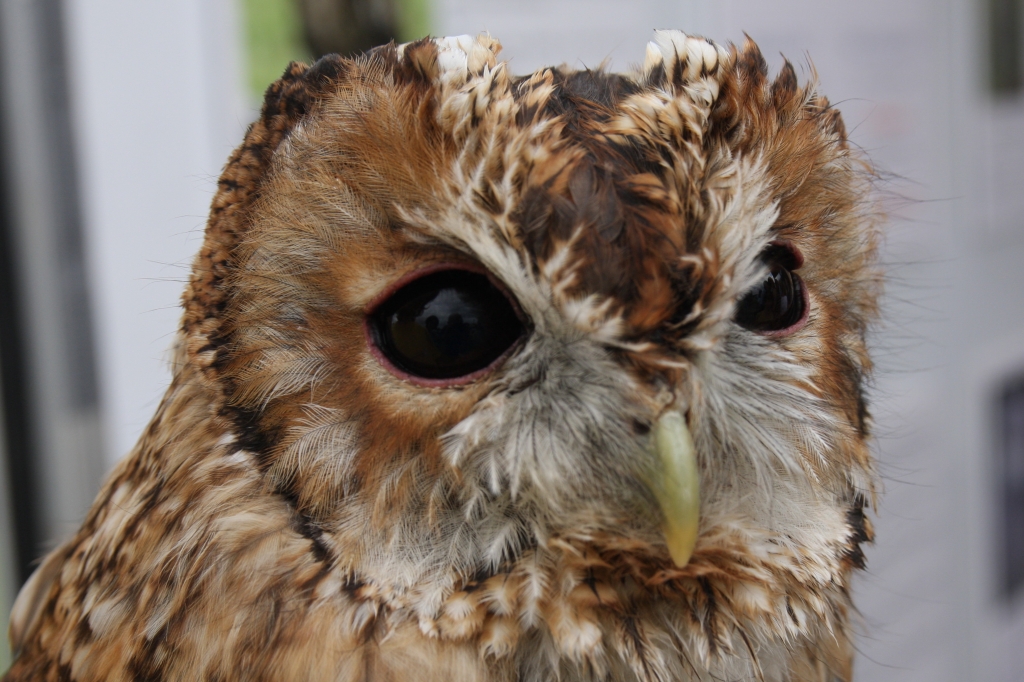 Tawny Owl