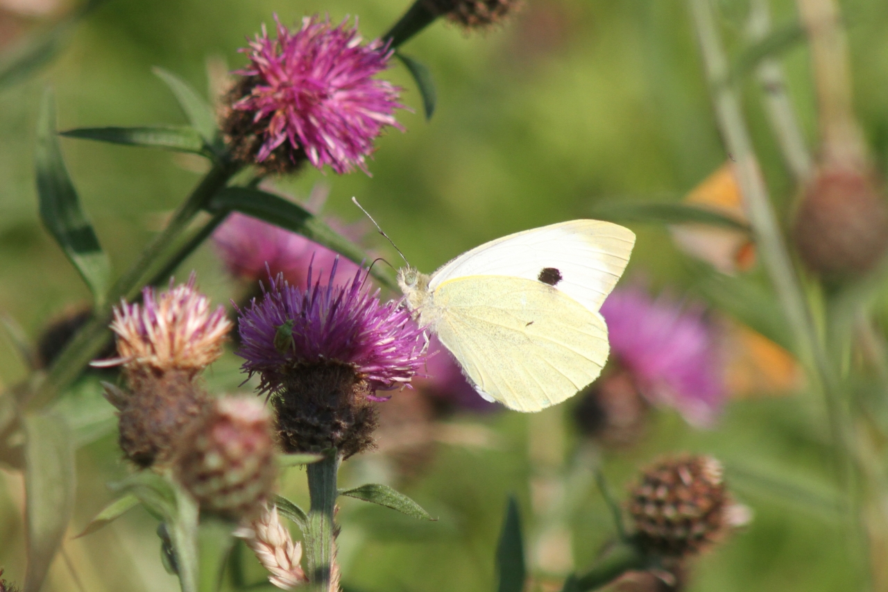 Small White  Small White