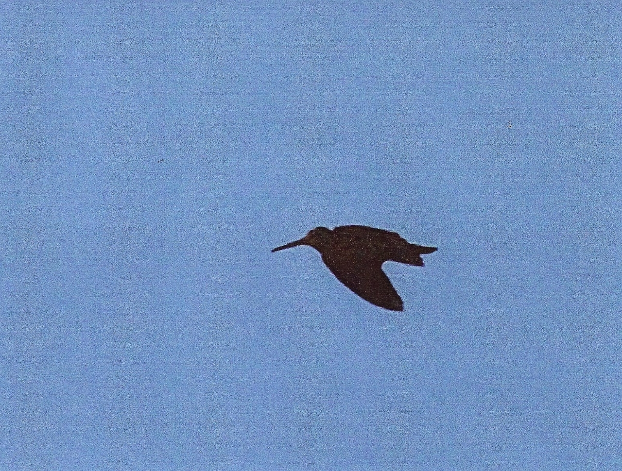 Woodcock  Woodcock
