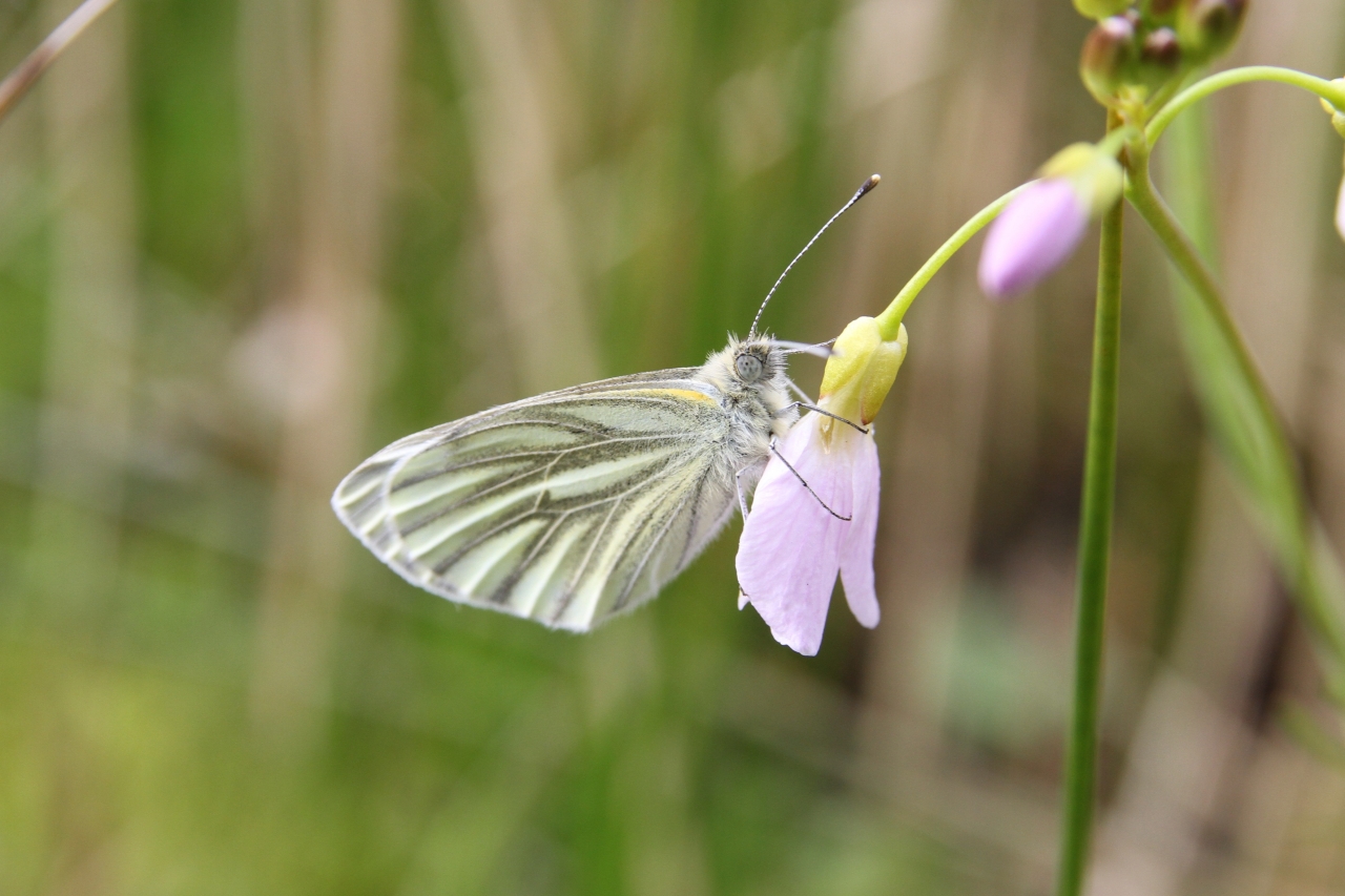 Green Veined White  Green Veined White