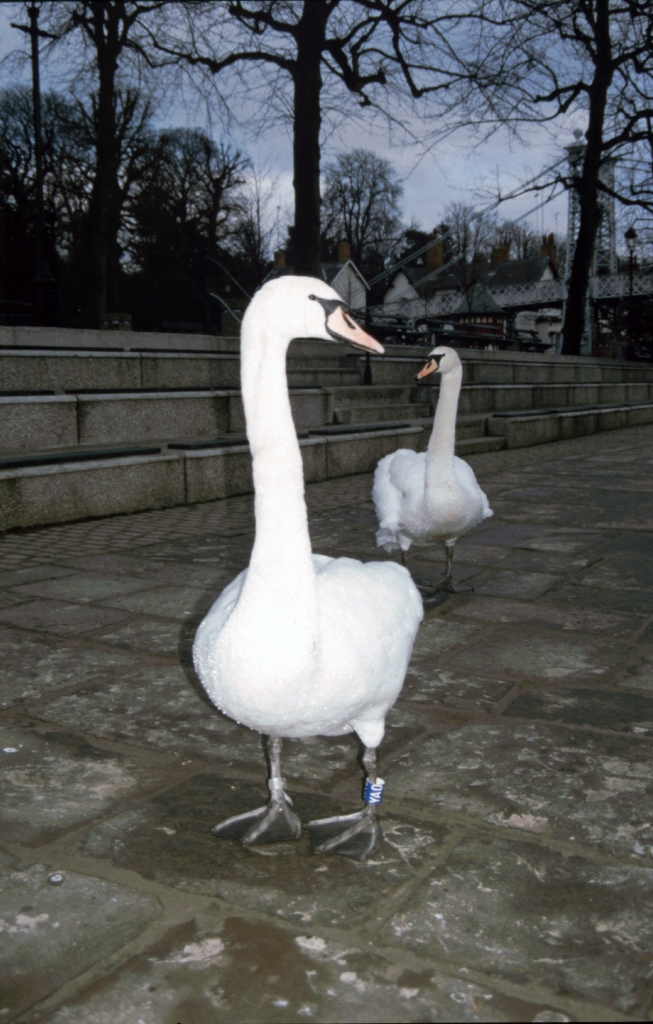 Chester swans seen in Ireland 1980's  Chester swans seen in Ireland 1980's