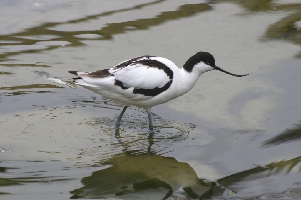 Avocet