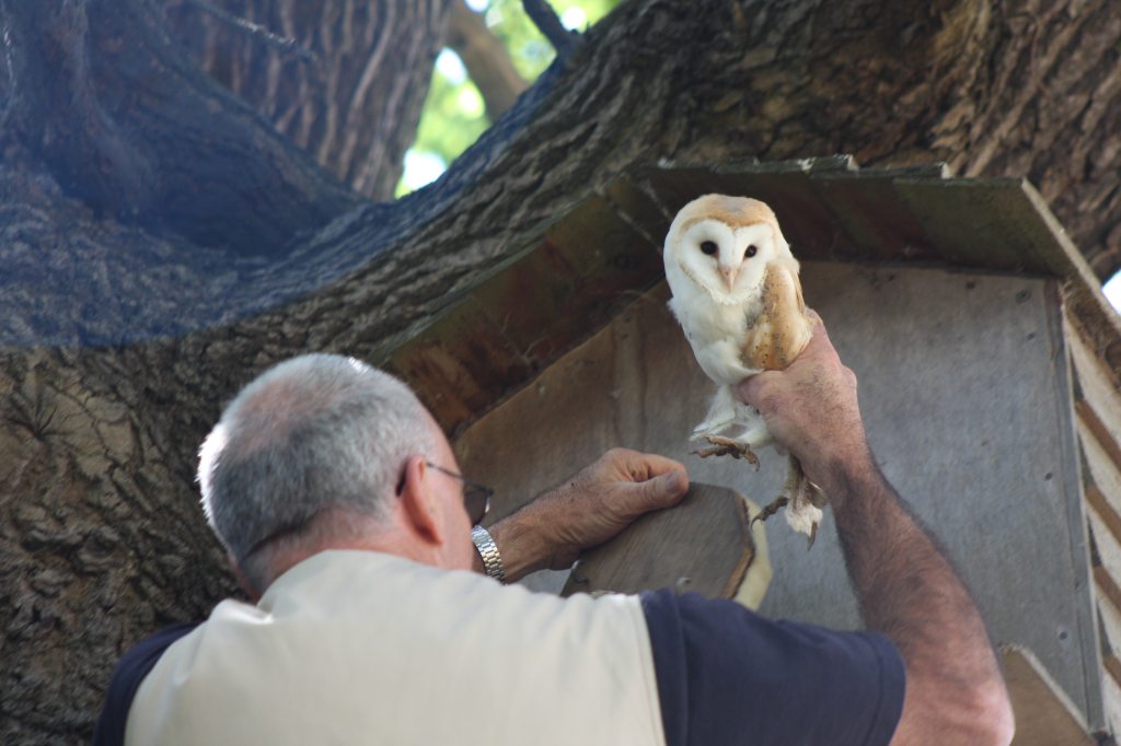 Barn Owl and Nest Box