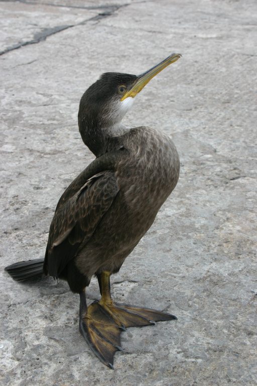 Cormorant