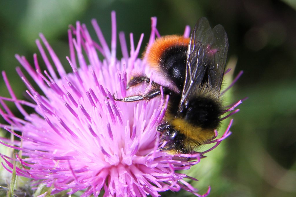 Bee on a Thistle Head