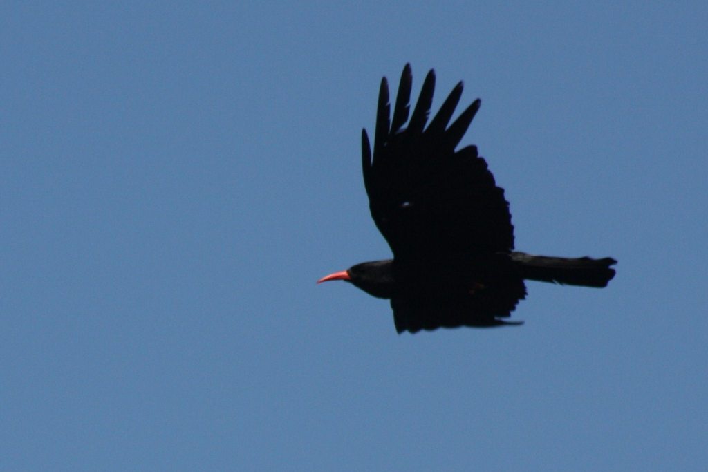 Chough in Flight