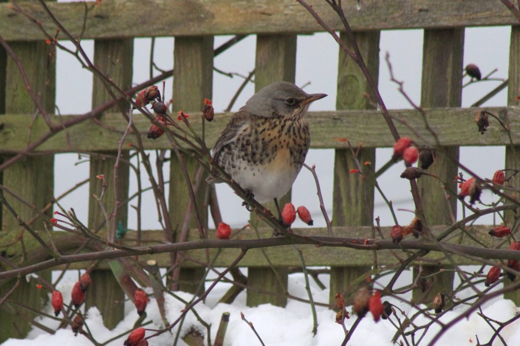 Fieldfare
