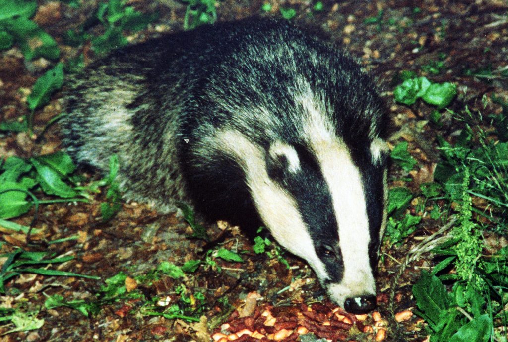 Badger