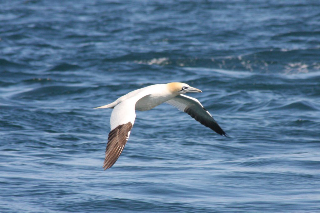 Gannet