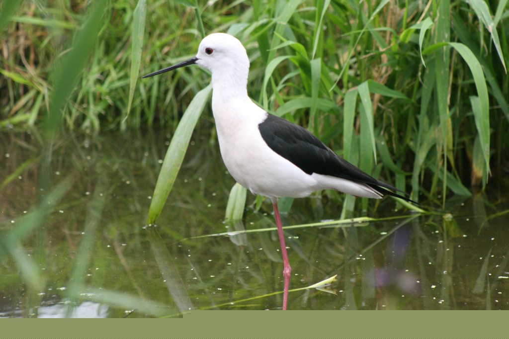 Black Winged Stilt