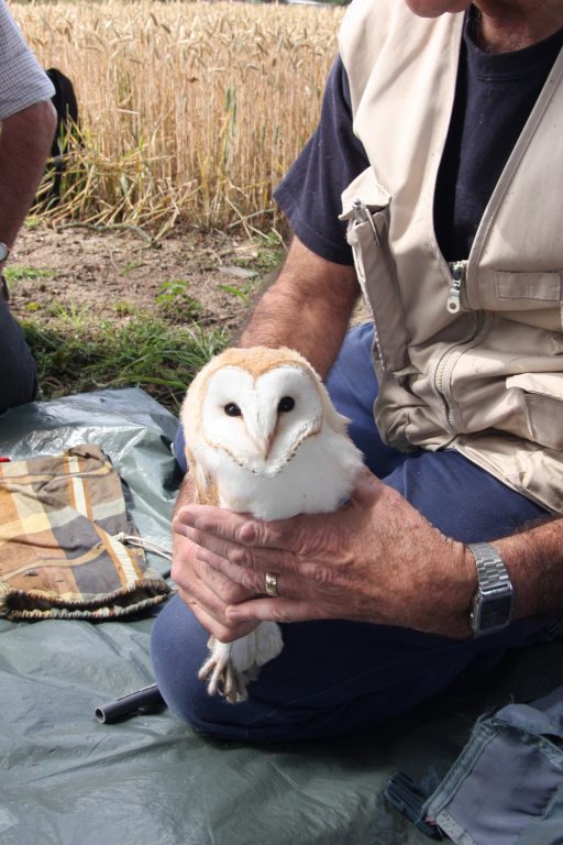 Barn Owl Ringing