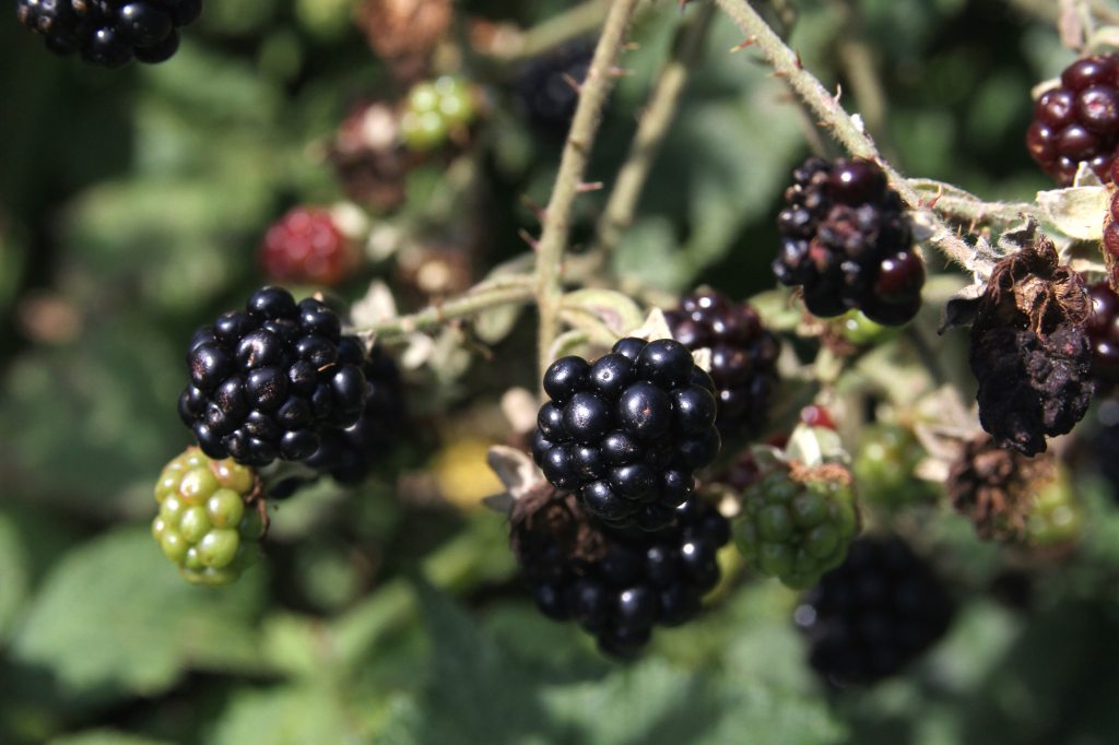 Blackberries