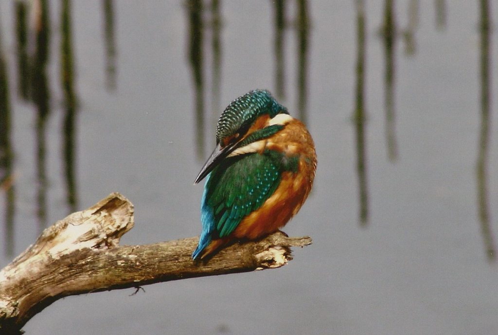 Kingfisher