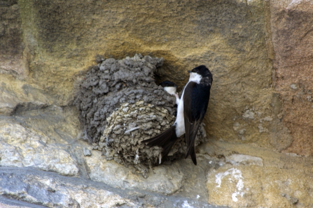 House Martin