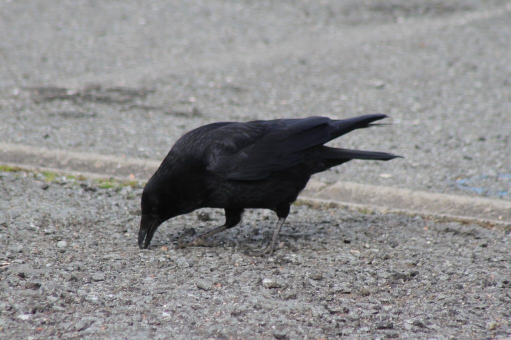 Crow