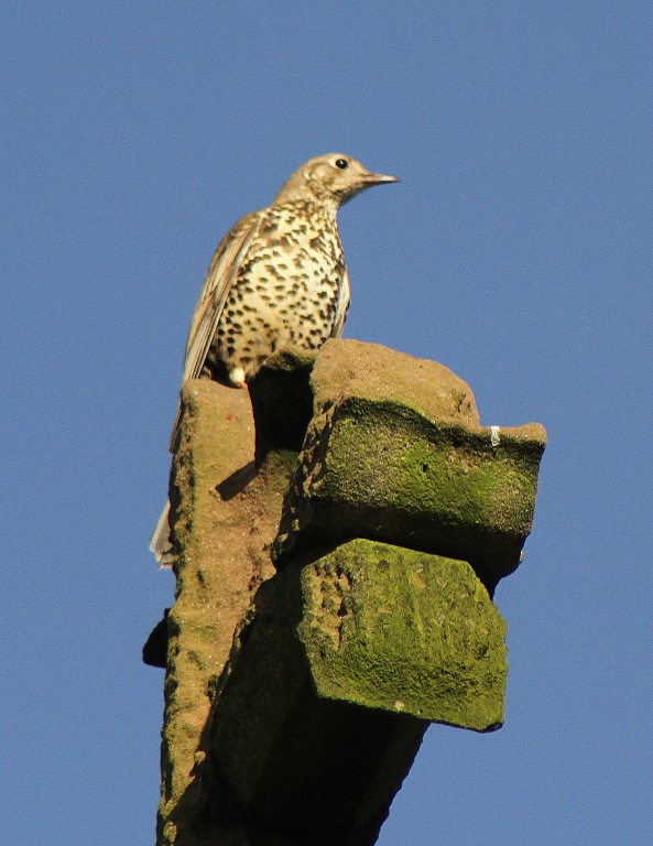Mistle Thrush