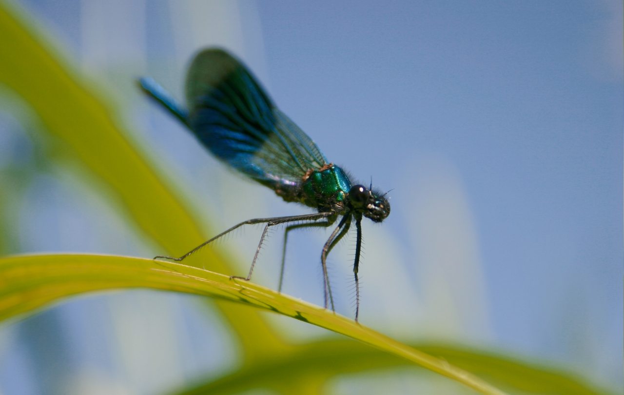 Banded Aragon Damselfly Male