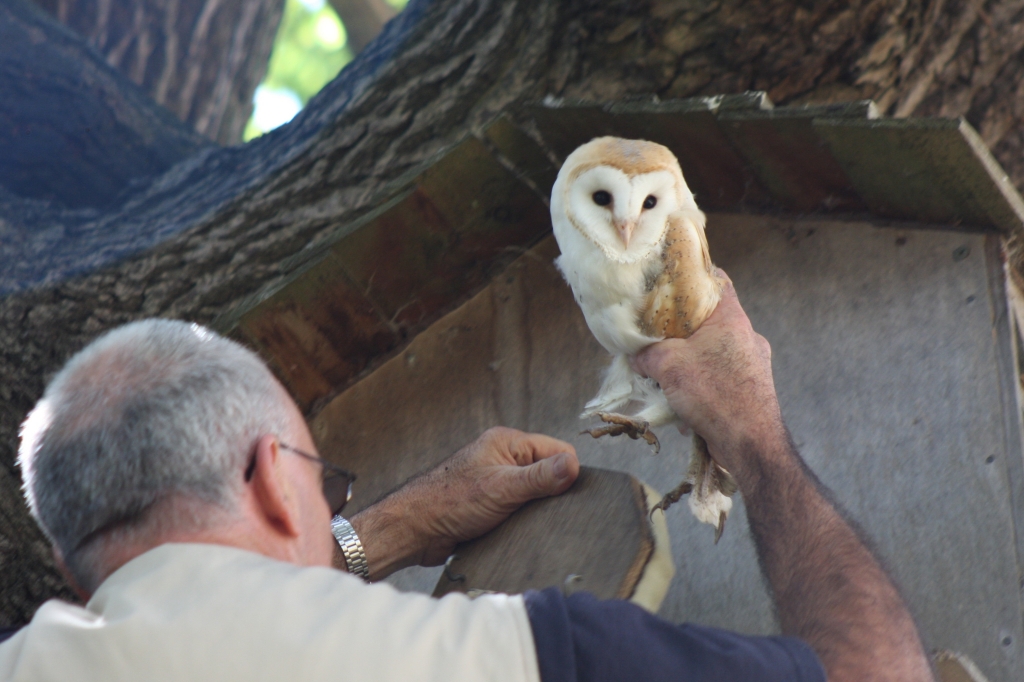 Barn Owl