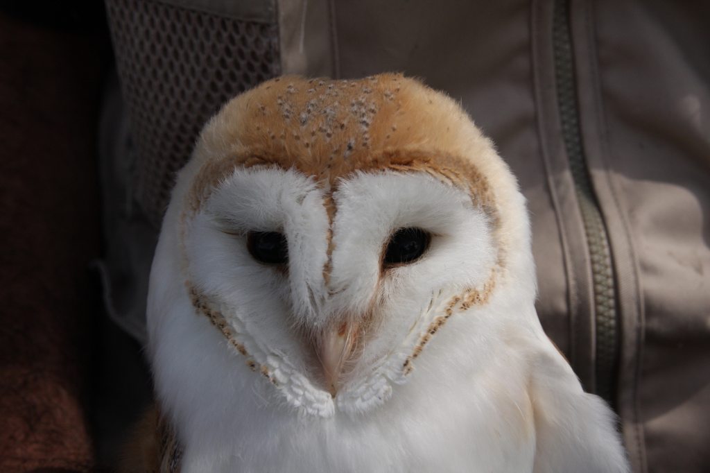 Barn Owl Youngster
