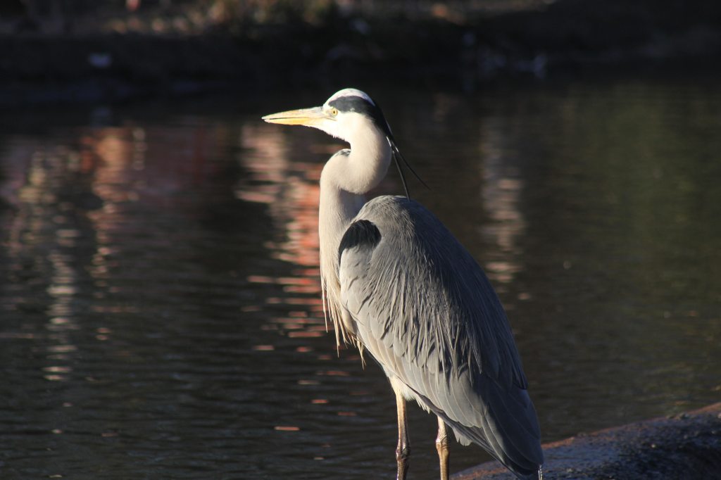 Grey Heron