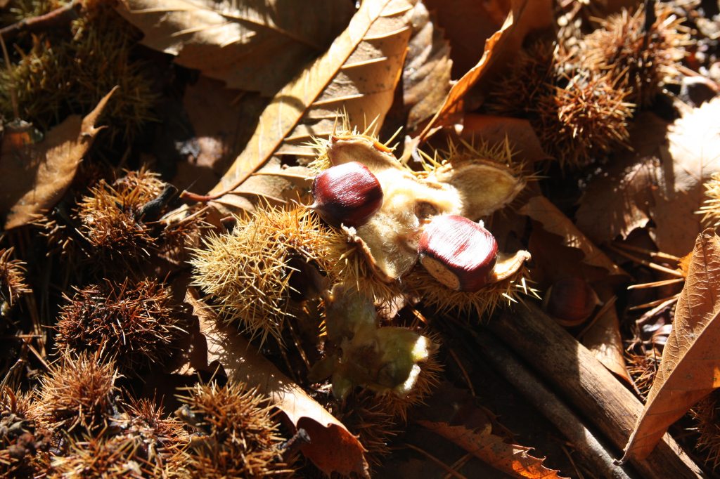 Chestnuts