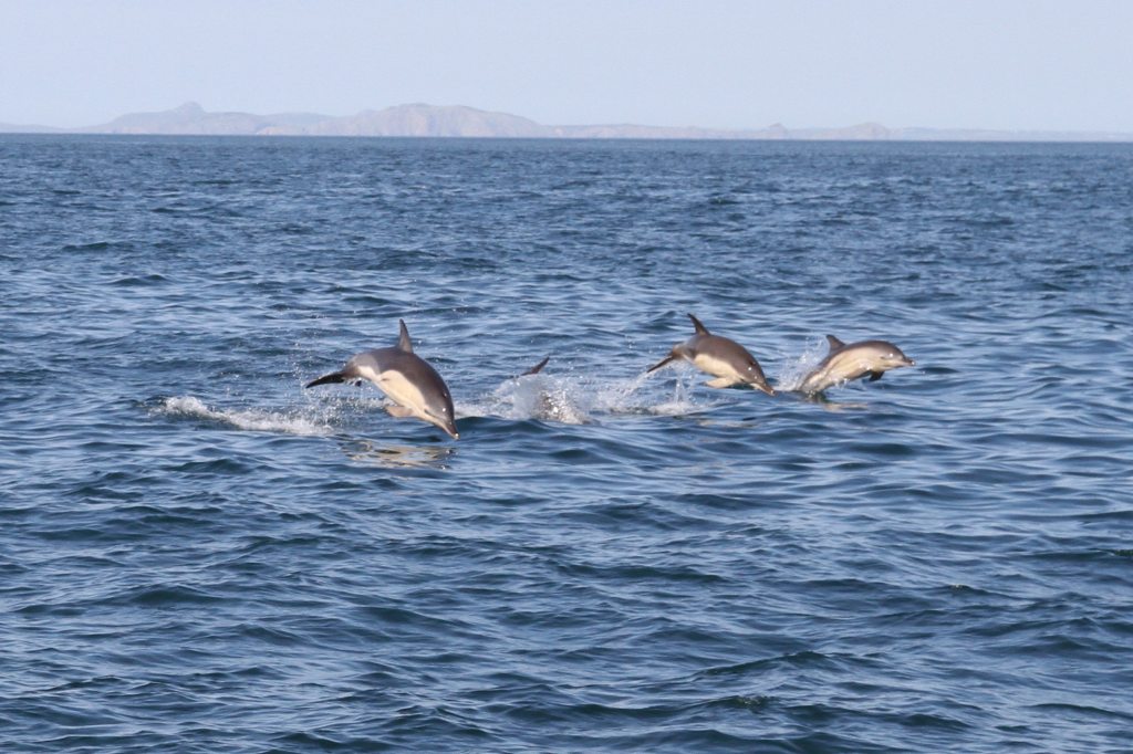 Dolphins Having Fun