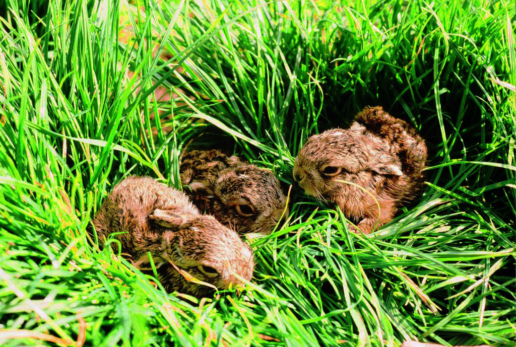Leverets or Young Hare