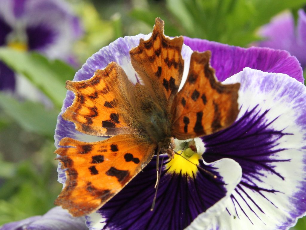 Comma