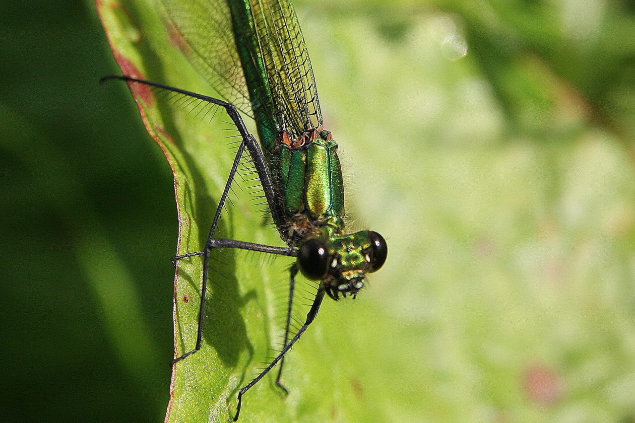 Banded Aragon Damselfly Female