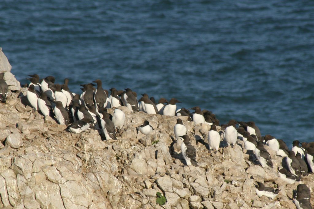Guillemotes
