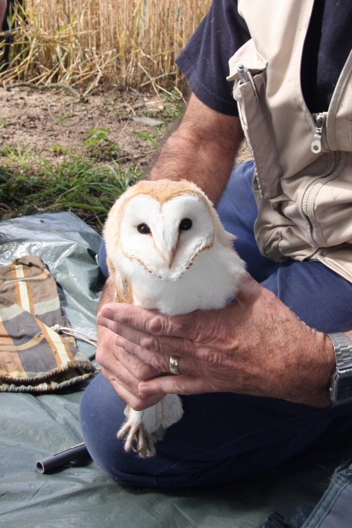 Handling a Barn Owl