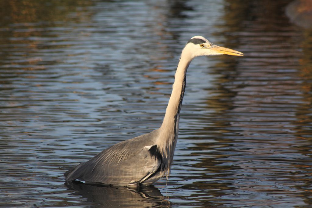 Grey Heron Fishng