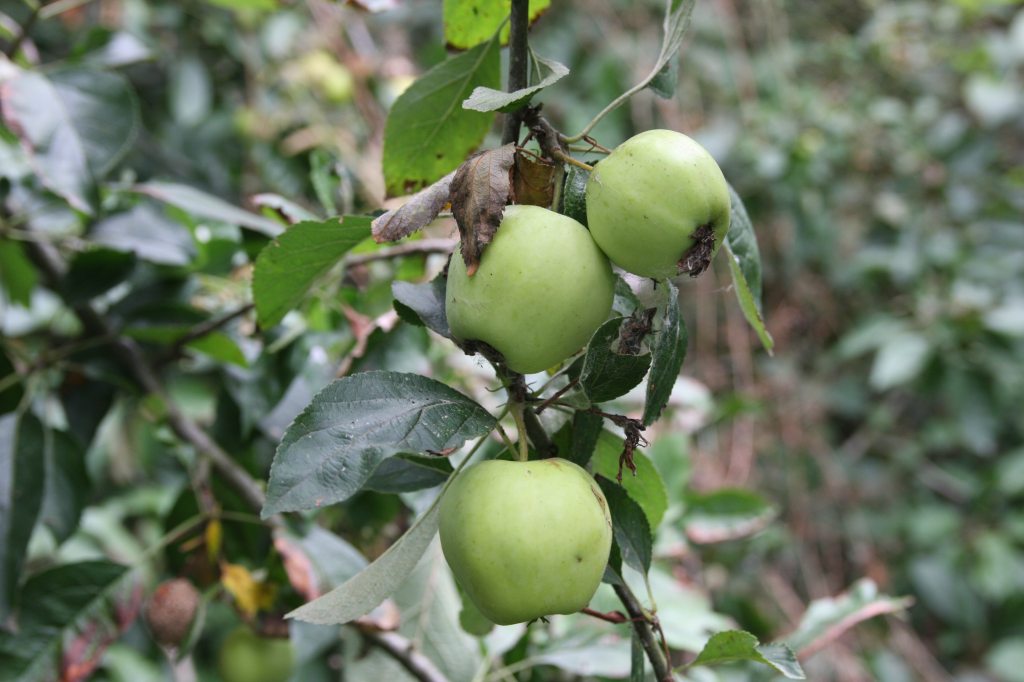 Crab Apples