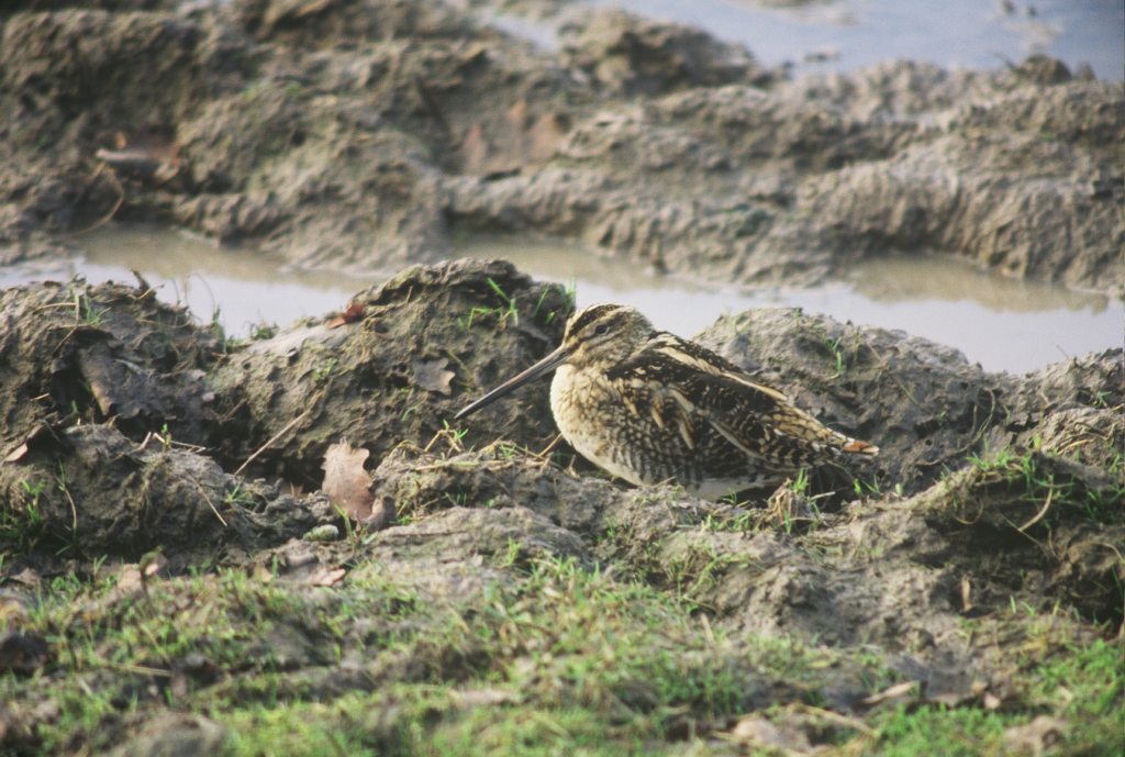 Snipe