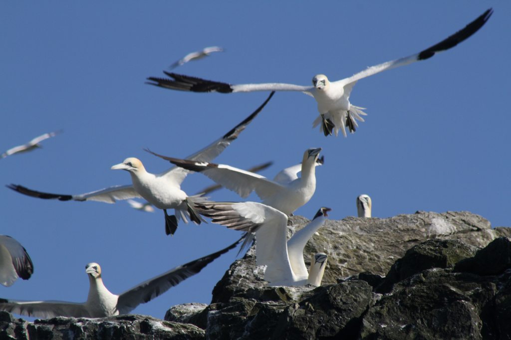 Gannets Nest Site