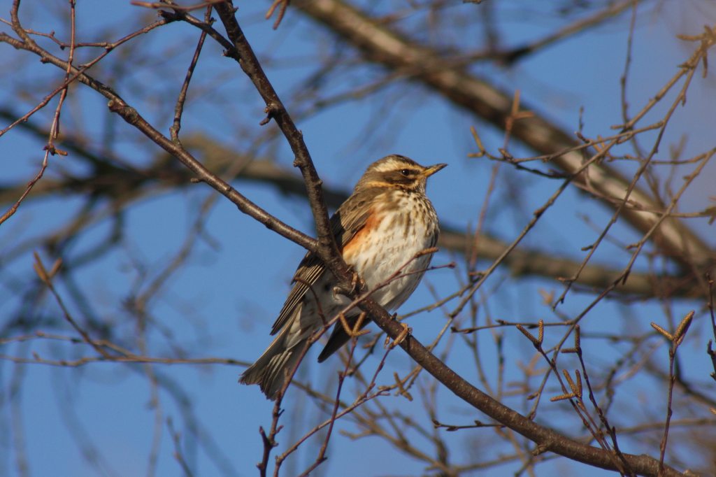 Redwing