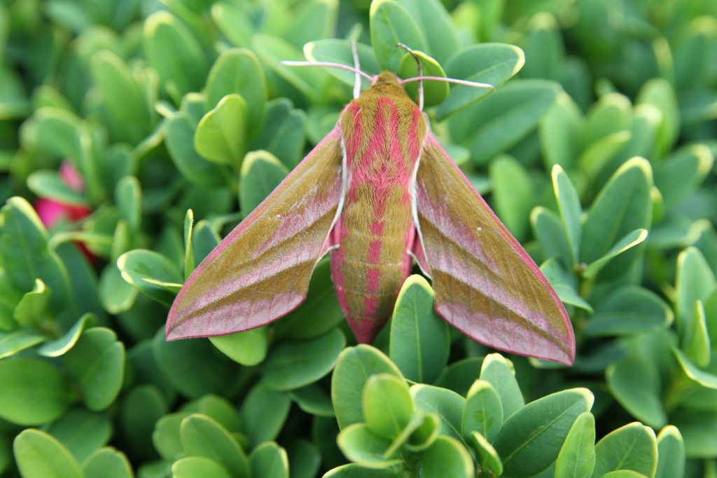 Elephant Hawk Moth
