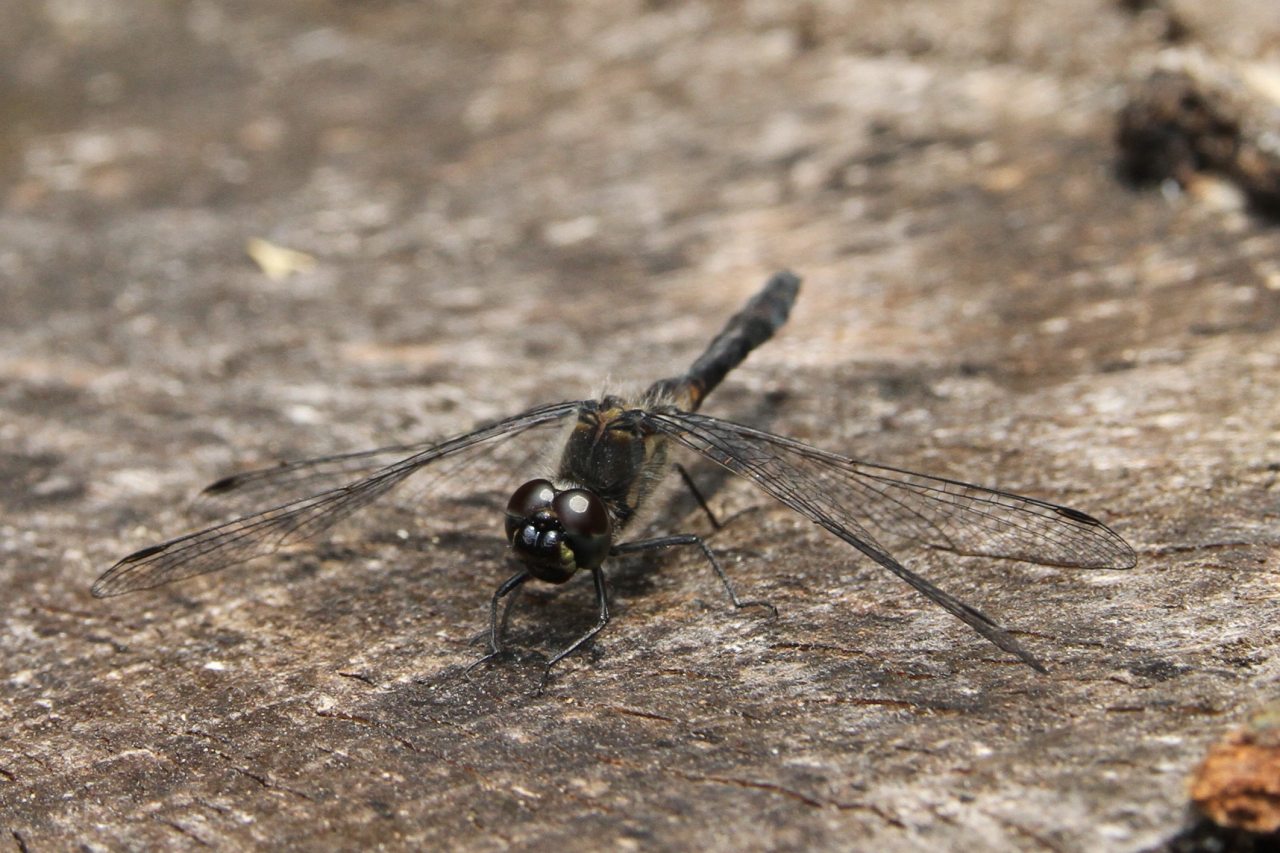 Black Darter