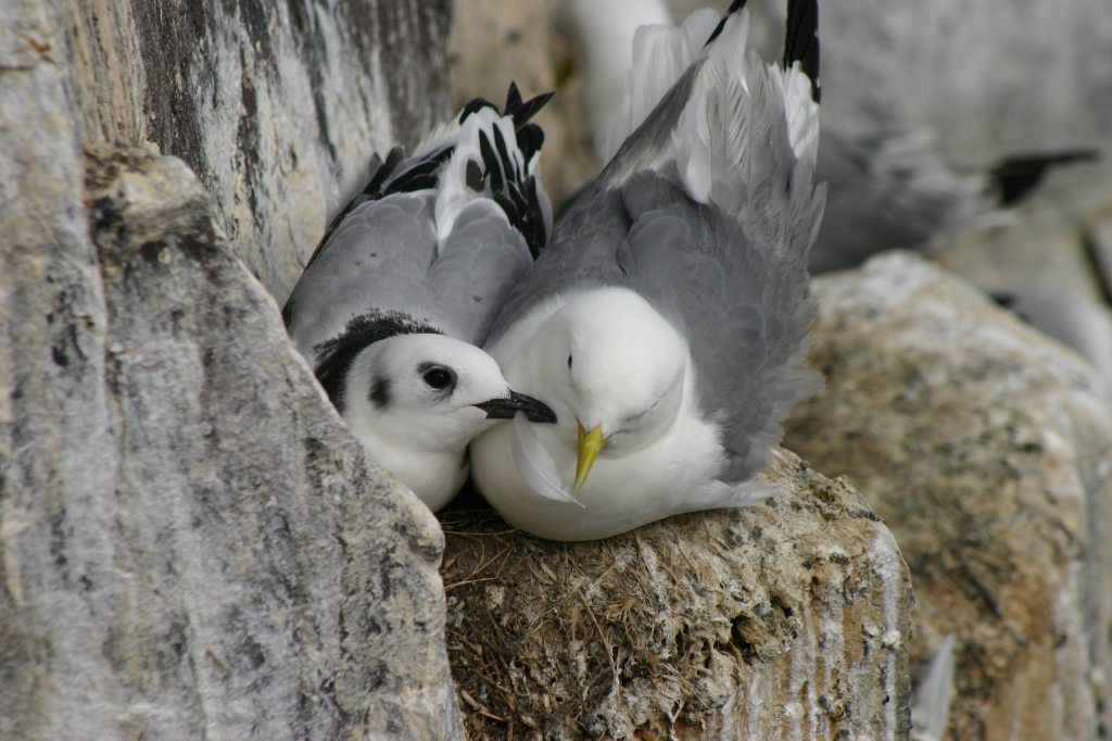 Kittiwake Chick