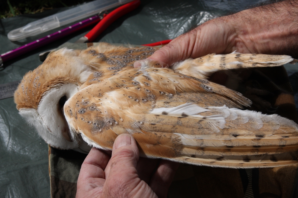 Examining a Barn Owl