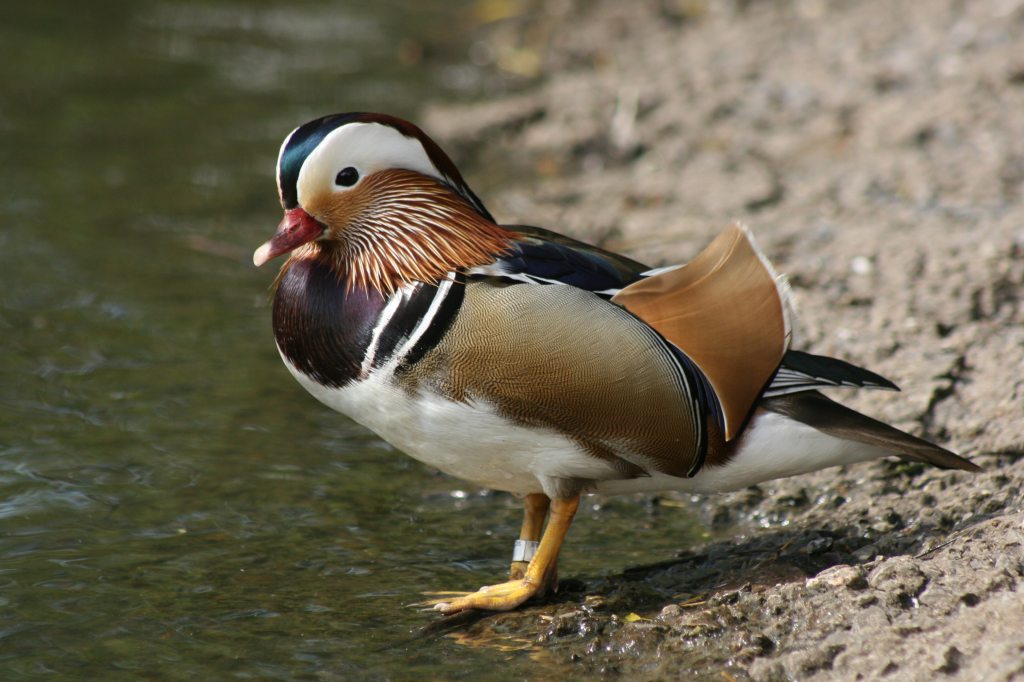 Mandarin Duck