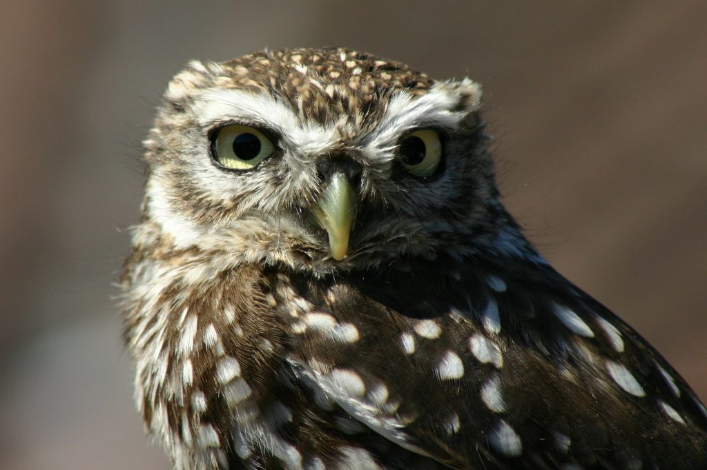 Little Owl 