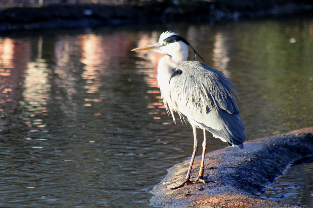 Grey Heron