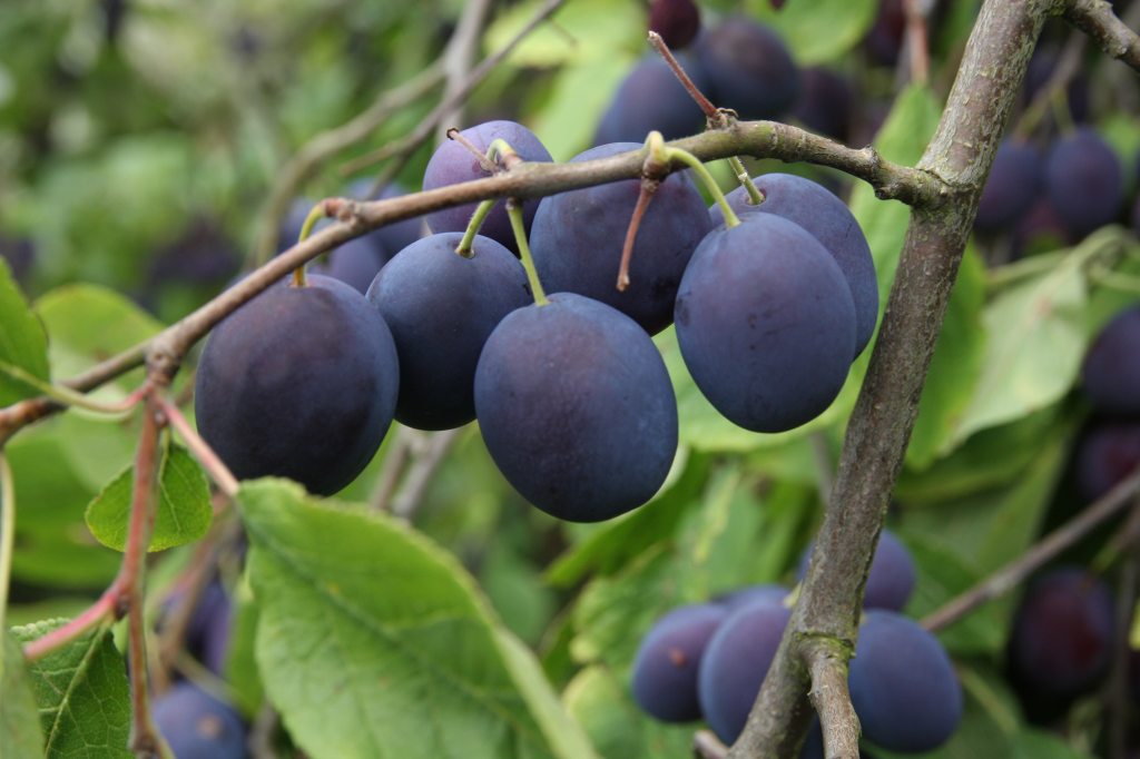 Damsons