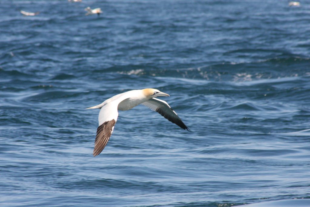 Gannet