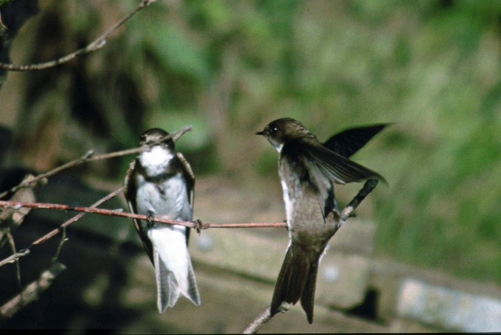 Sand Martins