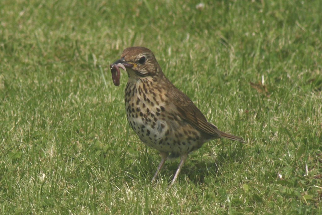 Song Thrush