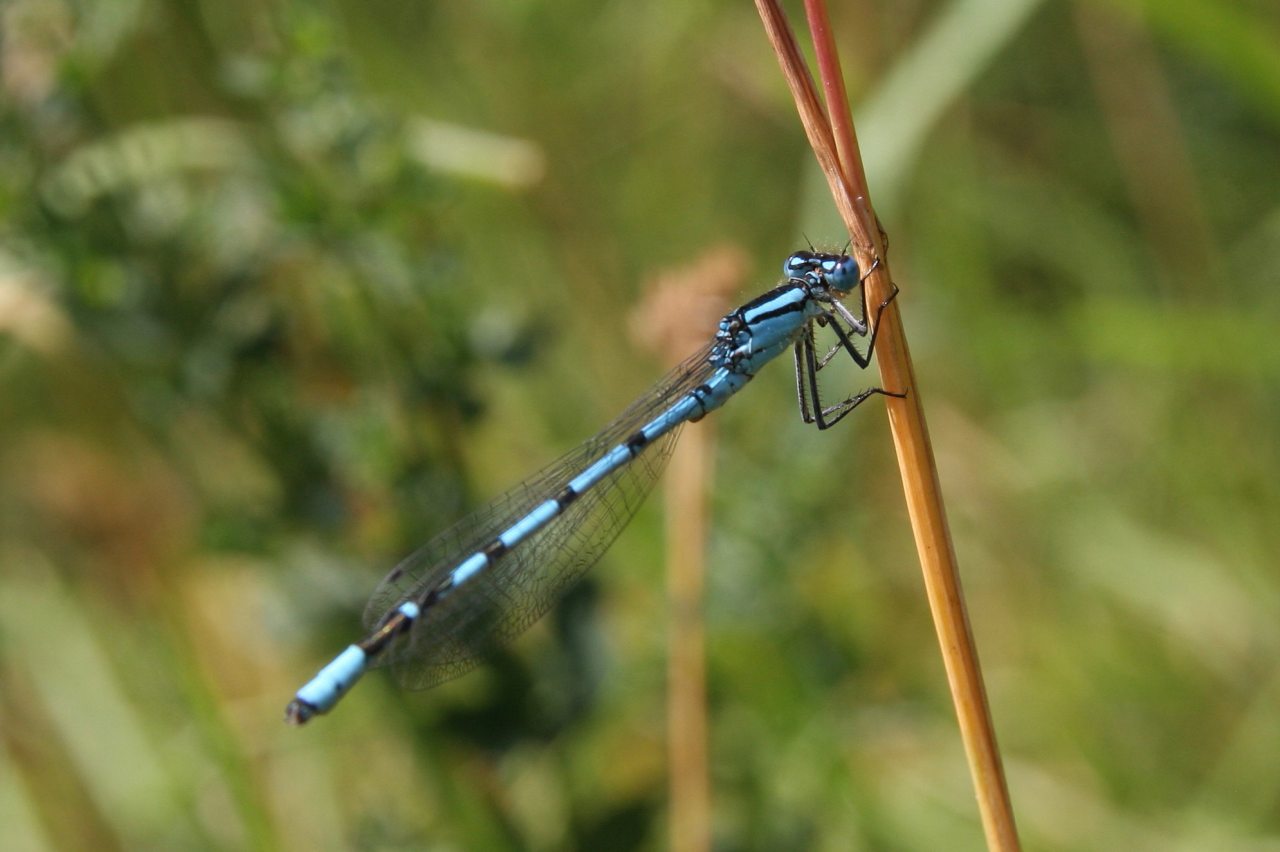 Blue Damselfly