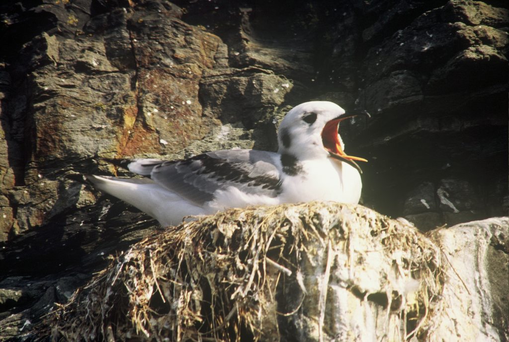 Kittiwake Chick